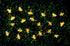 Honey Bee 30 LED Solar Powered String Lights Outdoor Garden Lighting