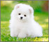 Brainstorm Toys Puppies Torch & Projector